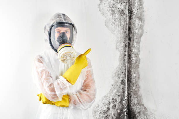 Best Industrial Mold Remediation  in Anthony, NM